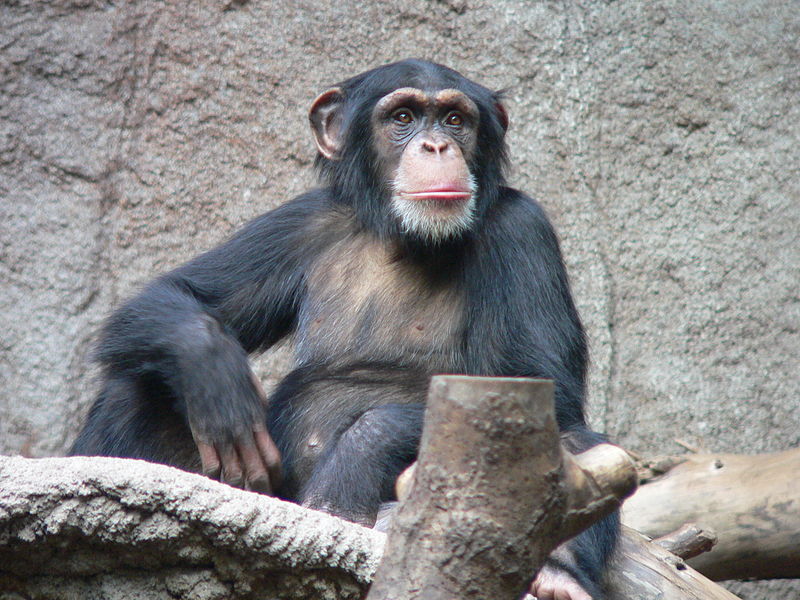Définition Chimpanzé Pan troglodytes Chimpanzé commun